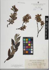 Foto von Salix lapponum L.